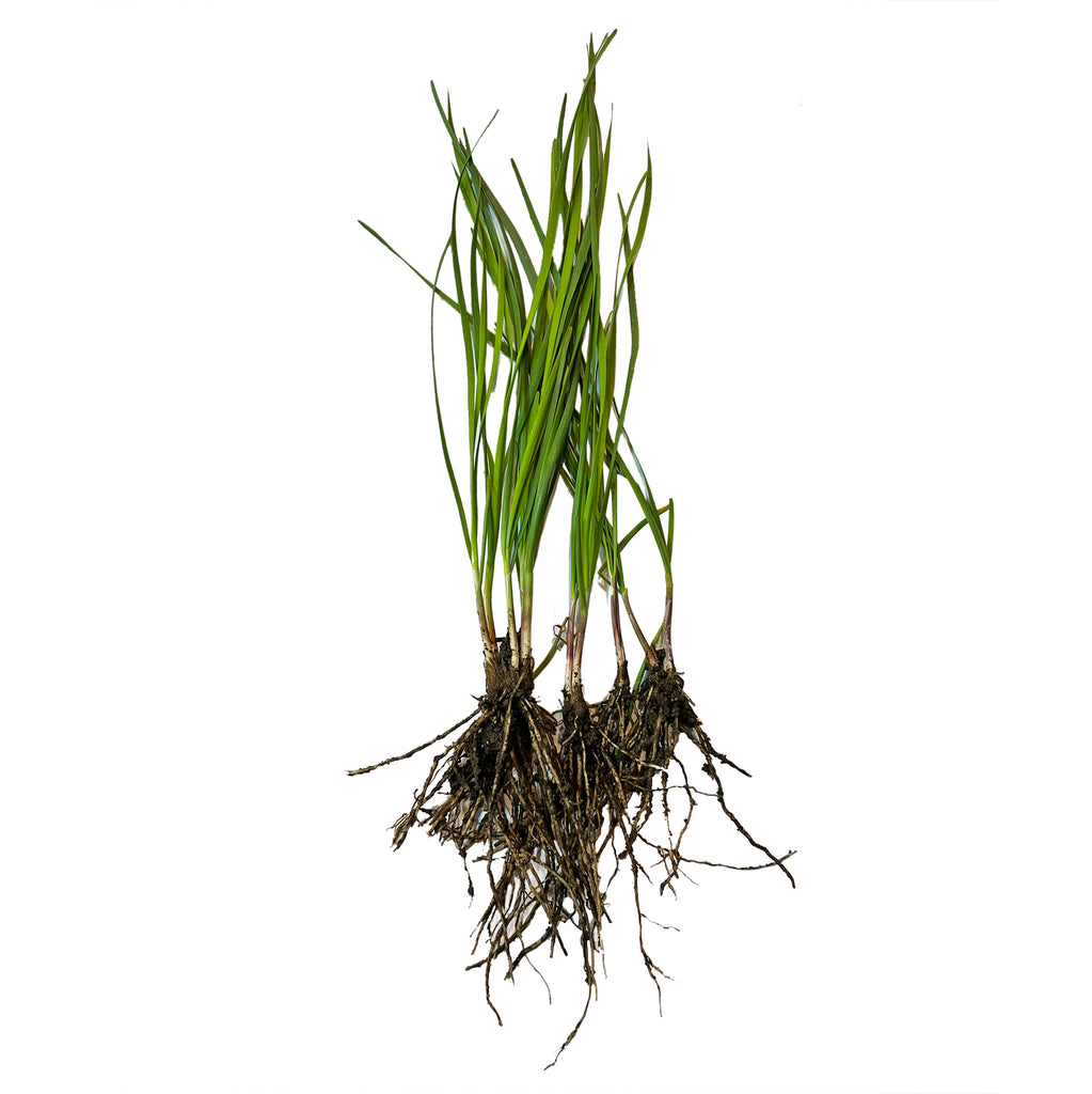 10 Plants Organics Garlic Chives Live Plant Bare Roots Hardy Perennia