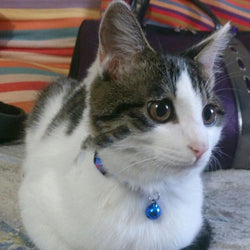 Lovely Adjustable Pet Collar With A Small Bell  Blue12251