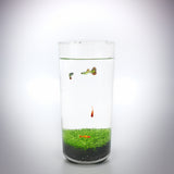 Eco-Container Sealable Acrylic Cylinder Aquarrium Terrarium 15703