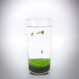 Eco Container Sealable Acrylic Cylinder Aquarrium Terrarium 15703