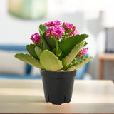 20PK Nursery Pots Seedling Plastic Plant Cups Small Planter Cutting Starter 15932-20PK