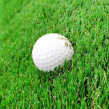 10X20' Oval Golf Putting Green Backyard Basement Practice Mat Large HomeBusiness 18767