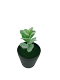 7 H Black Planter w/ Succulent Desert Rose Adenium Obesum Artificial Green Moss