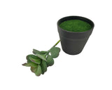 7 H Black Planter w/ Succulent Desert Rose Adenium Obesum Artificial Green Moss