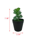 7 H Black Planter w/ Succulent Desert Rose Adenium Obesum Artificial Green Moss