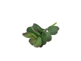 7 H Black Planter w/ Succulent Desert Rose Adenium Obesum Artificial Green Moss