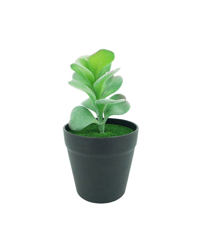 7 H Black Planter w/ Succulent Desert Rose Adenium Obesum Artificial Green Moss