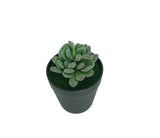 5.1 H Black Planter w/ Succulent Green Gem Forever Artificial Green Turf Moss