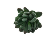 5.1 H Black Planter w/ Succulent Green Gem Forever Artificial Green Turf Moss