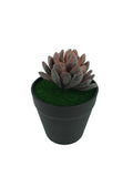 5.5 H Black Planter w/ Succulent Purple Gem Forever Artificial Green Turf Moss