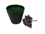5.5 H Black Planter w/ Succulent Purple Gem Forever Artificial Green Turf Moss