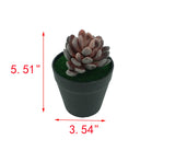 5.5 H Black Planter w/ Succulent Purple Gem Forever Artificial Green Turf Moss