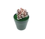 5.5 H Black Planter w/ Succulent Purple Gem Forever Artificial Green Turf Moss