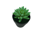 5 H Black Planter w/ Succulent Budha Finger Forever Artificial Green Turf Moss