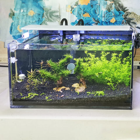 16X8X10" Clear Acrylic Fish Tank 5 Gallon Aquarium Terrarium 8mm Thick FixtureDisplays 16X8X10" Clear Acrylic Fish Tank 5 Gallon Aquarium Terrarium 8mm Thick FixtureDisplays
