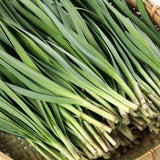 10 Plants: Organics Garlic Chives Live Plant Bare Roots Hardy Perennial Herb Jiu CAI CHIVE-10PK