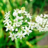 10 Plants: Organics Garlic Chives Live Plant Bare Roots Hardy Perennial Herb Jiu CAI CHIVE-10PK