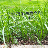 10 Plants: Organics Garlic Chives Live Plant Bare Roots Hardy Perennial Herb Jiu CAI CHIVE-10PK