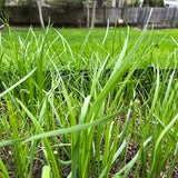 10 Plants: Organics Garlic Chives Live Plant Bare Roots Hardy Perennial Herb Jiu CAI CHIVE-10PK