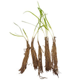 10 Plants: Organics Garlic Chives Live Plant Bare Roots Hardy Perennial Herb Jiu CAI CHIVE-10PK