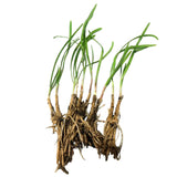 10 Plants: Organics Garlic Chives Live Plant Bare Roots Hardy Perennial Herb Jiu CAI CHIVE-10PK