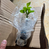 Hibiscus Live Plant w/ Roots Transplant Starter Bush HIBISCUS-16" Tall 1PK HIBISCUS-16"