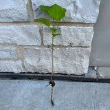 Hibiscus Live Plant w/ Roots Transplant Starter Bush HIBISCUS-16" Tall 1PK HIBISCUS-16"