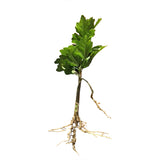 Hibiscus Live Plant w/ Roots Transplant Starter Bush HIBISCUS-16" Tall 1PK HIBISCUS-16"