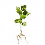 Rose Of Sharon Hibiscus Organic Live Plant w/ Roots Transplant Starter Bush HIBISCUS-20" Tall 1PK