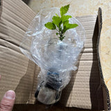 Rose Of Sharon Hibiscus Organic Live Plant w/ Roots Transplant Starter Bush HIBISCUS-20" Tall 1PK
