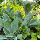 Lambsear 1 Live Plant Perennial Lambs Ear Lambsear-1PC LAMBSEAR-1PK