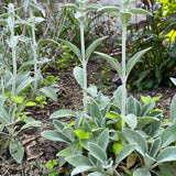 Lambsear 1 Live Plant Perennial Lambs Ear Lambsear-1PC LAMBSEAR-1PK