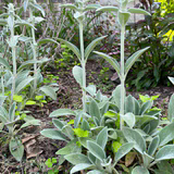 Lambsear 1 Live Plant Perennial Lambs Ear Lambsear-1PC LAMBSEAR-12PK