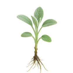Lambsear 1 Live Plant Perennial Lambs Ear Lambsear-1PC LAMBSEAR-1PK