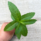 1 Plant Mint Spearmint Live Plant Edible Aromatic Herb Plant, Organic MINT-1PK