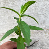 1 Plant Mint Spearmint Live Plant Edible Aromatic Herb Plant, Organic MINT-1PK
