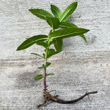 1 Plant Mint Spearmint Live Plant Edible Aromatic Herb Plant, Organic MINT-1PK