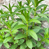 1 Plant Mint Spearmint Live Plant Edible Aromatic Herb Plant, Organic MINT-1PK