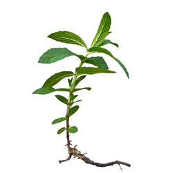 1 Plant Mint Spearmint Live Plant Edible Aromatic Herb Plant, Organic MINT-1PK
