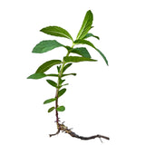 1 Plant Mint Spearmint Live Plant Edible Aromatic Herb Plant, Organic MINT-1PK