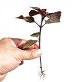 3 Purple Perilla Live Plant Size Vary 4-12" Zi Su Shiso Asian Basil Silam Annual Perrila-3PK