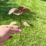 3 Purple Perilla Live Plant Size Vary 4-12" Zi Su Shiso Asian Basil Silam Annual Perrila-3PK