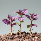 3 Purple Perilla Live Plant Size Vary 4-12" Zi Su Shiso Asian Basil Silam Annual Perrila-3PK