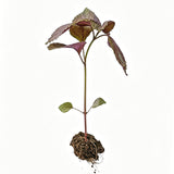 3 Purple Perilla Live Plant Size Vary 4-12" Zi Su Shiso Asian Basil Silam Annual Perrila-3PK