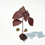 3 Purple Perilla Live Plant Size Vary 4-12" Zi Su Shiso Asian Basil Silam Annual Perrila-3PK