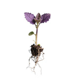 3 Purple Perilla Live Plant Size Vary 4-12" Zi Su Shiso Asian Basil Silam Annual Perrila-3PK