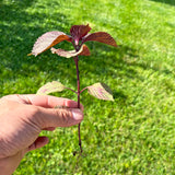 3 Purple Perilla Live Plant Size Vary 4-12" Zi Su Shiso Asian Basil Silam Annual Perrila-3PK