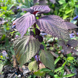 3 Purple Perilla Live Plant Size Vary 4-12" Zi Su Shiso Asian Basil Silam Annual Perrila-3PK