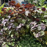 3 Purple Perilla Live Plant Size Vary 4-12" Zi Su Shiso Asian Basil Silam Annual Perrila-3PK