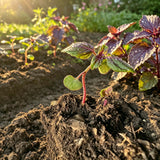 3 Purple Perilla Live Plant Size Vary 4-12" Zi Su Shiso Asian Basil Silam Annual Perrila-3PK